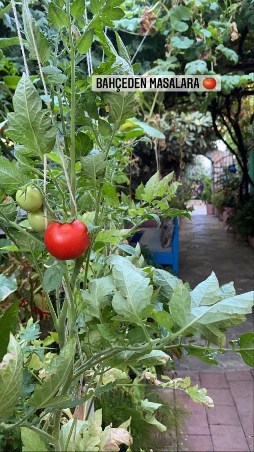 Likya Pansiyon Kaleucagiz Ngoại thất bức ảnh